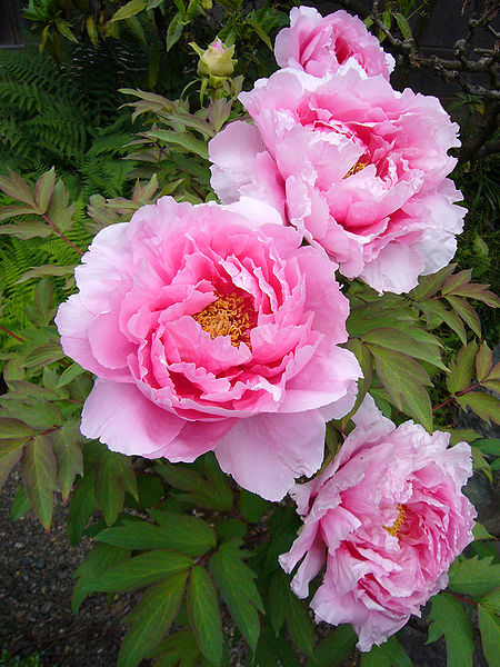 450px-Paeonia_suffruticosa01_2048.jpg