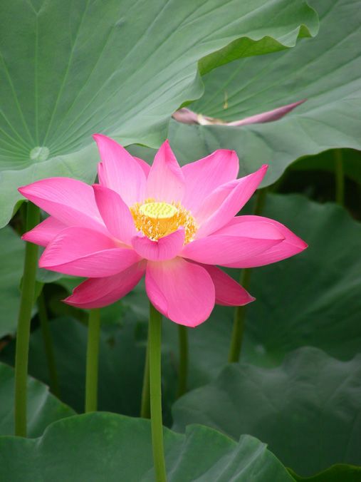荷花二.jpg