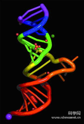 RNA.jpg
